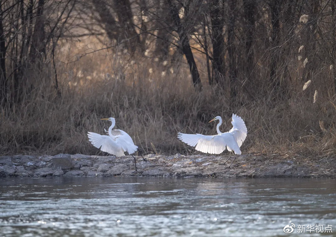 白鹭在汾河湿地公园内嬉戏 新华社记者杨晨光摄
